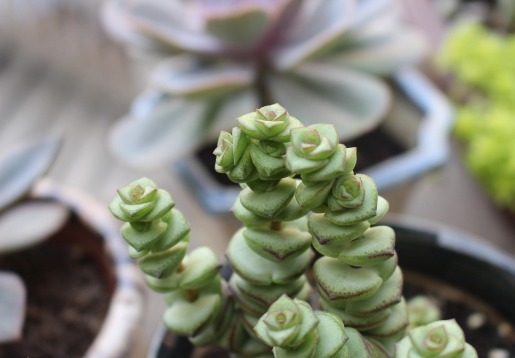 养护“招财”多肉钱串子，掌握好技巧，枝叶完美，株型紧凑