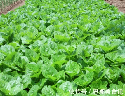 播种|木耳菜营养丰富,做菜清香爽滑可口,那怎样种出优良的木耳菜呢?