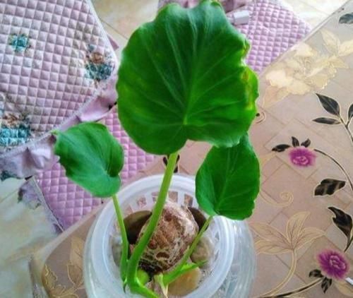 生长|滴水观音又叫千手观音,盆栽得做到4点,方能越养越旺盛