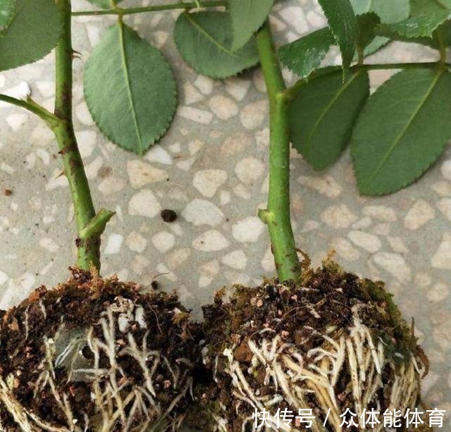扦插月季失败，试试这种繁殖方法，更容易成活！