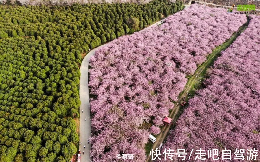 南疆|快开啦！这些地方的春景正在悄悄席卷全国，大气又美丽，别错过
