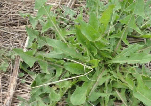 好吃|此种野草,人称“尿床草”,一身都是宝,采一棵盆栽好看又好吃