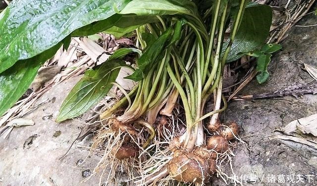 长在河边无人识,根却极为珍贵,人称“水三七”,别忽视