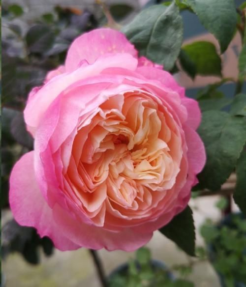 叶子|月季花发芽了却没叶子都怪土里这个物质太多