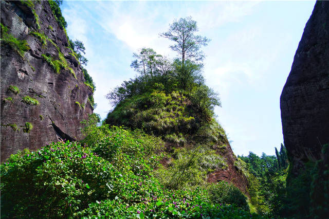 福建武夷山最有名的三棵树，不仅派兵专门看守，还投保了一个亿