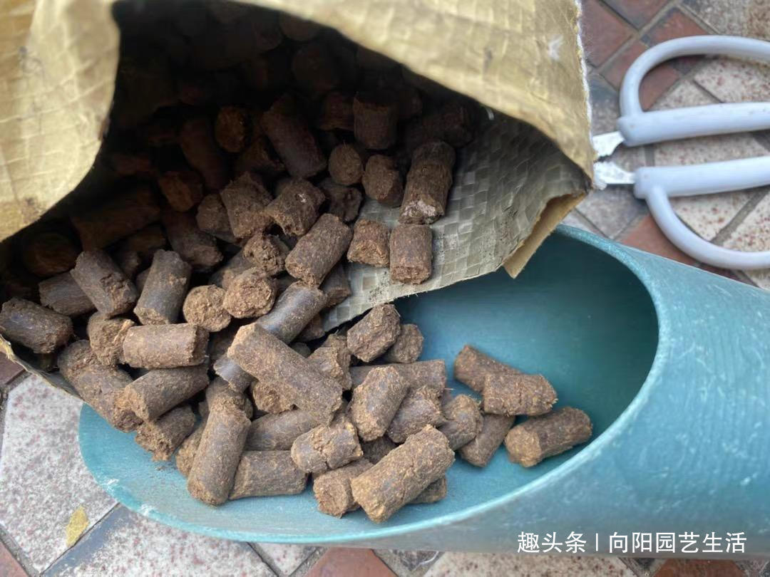 春天养花，准备“3种”肥料，开花不用犯愁，爆花效果非常好