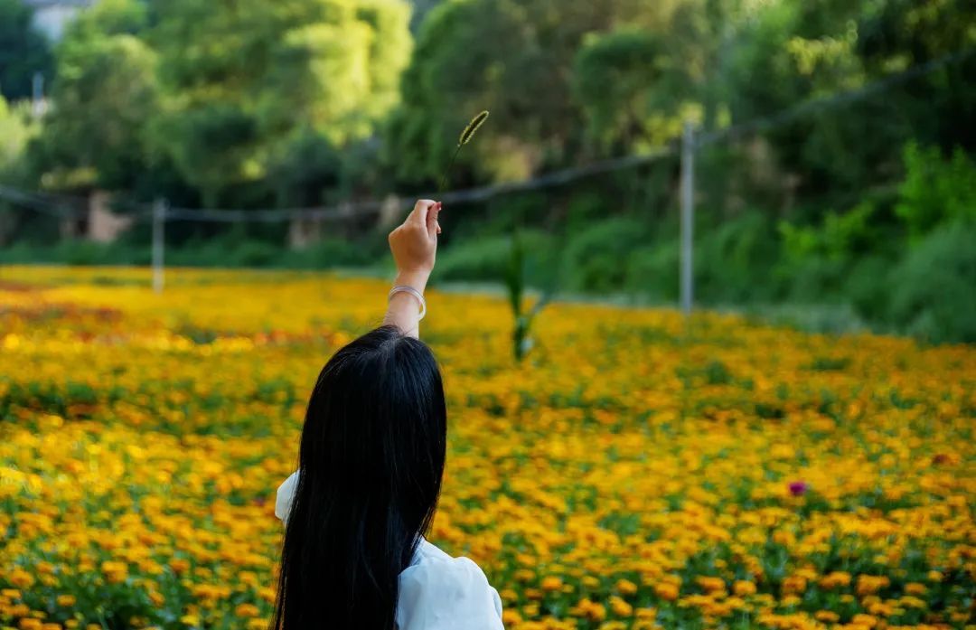 秋天|来临洮！看秋天的第一片“花海”