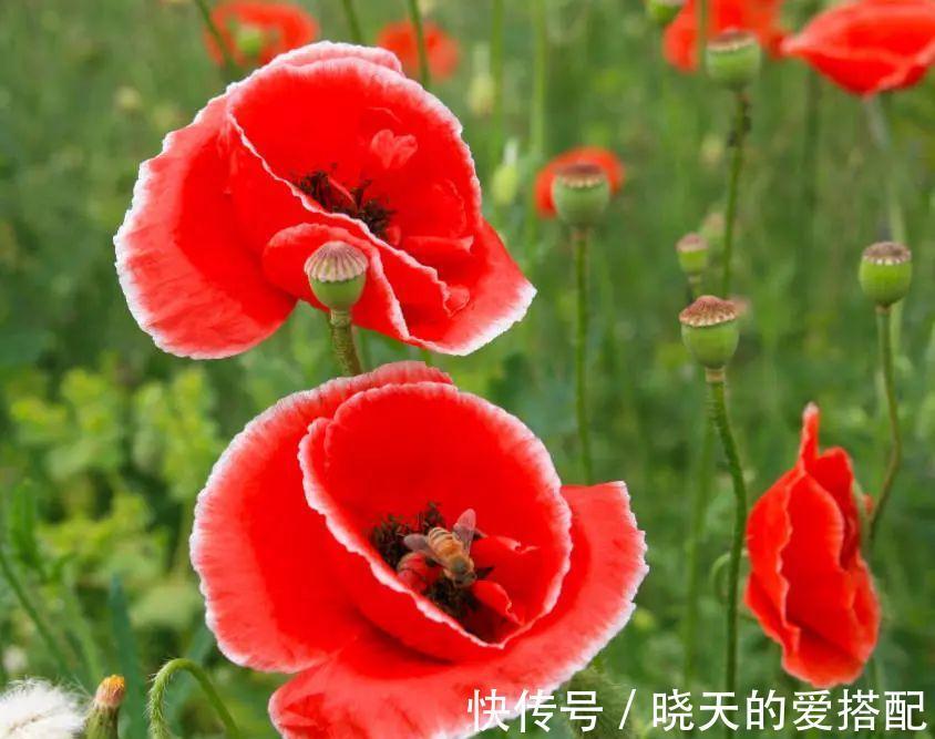 养花试试这几款,株型比较矮小,修剪残花枯枝,小孩子都能够胜任