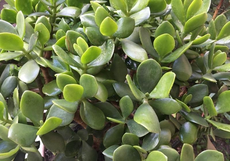 玉树|养好玉树,记住4句话,枝子多杆子壮,变成造型美美哒老桩