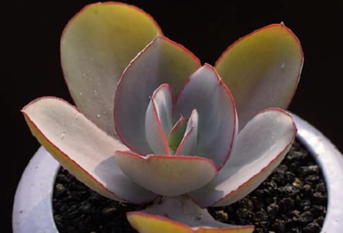 薄叶系多肉卢浮宫是大型多肉品种,养好了跟晚霞一样仙气飘飘