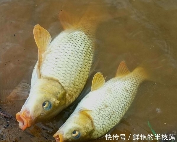 垂钓|鲤鱼“戒不掉”的饵料,水里一扔,鲤鱼拼命咬钩,拉杆到手软