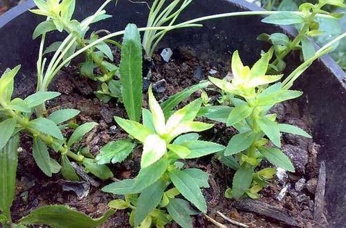 农村这种“人工”野菜，对失眠多梦疗效好，一般人都没有见过