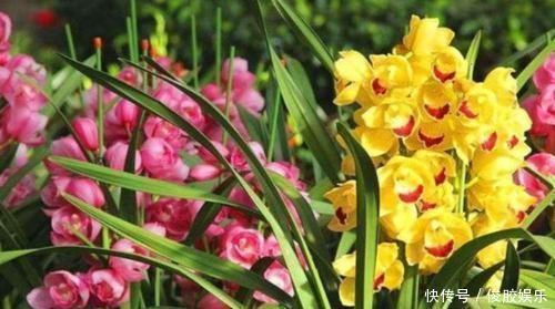 种花|4种花，个个都是高颜值，比“玫瑰”好看，开花量大、花期长