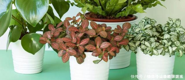 养花|用自来水、雨水、桶装水和凉开水养花的差别，哪种水养花最好呢