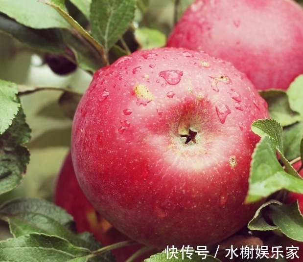 水果|苹果大家是想吃就吃,但苹果饭前吃,还是饭后吃好空腹能吃吗