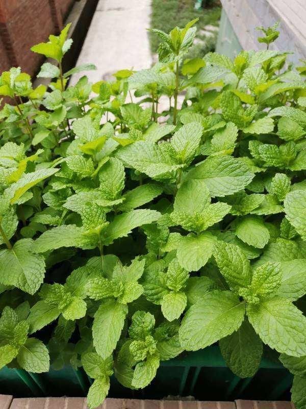 急性子的人就养这4种花,掐个枝条插土里,当年就开花