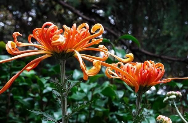 长寿花|养这4种花,夏天不能“偷懒”,没事“剪一剪”,秋季开花就爆盆