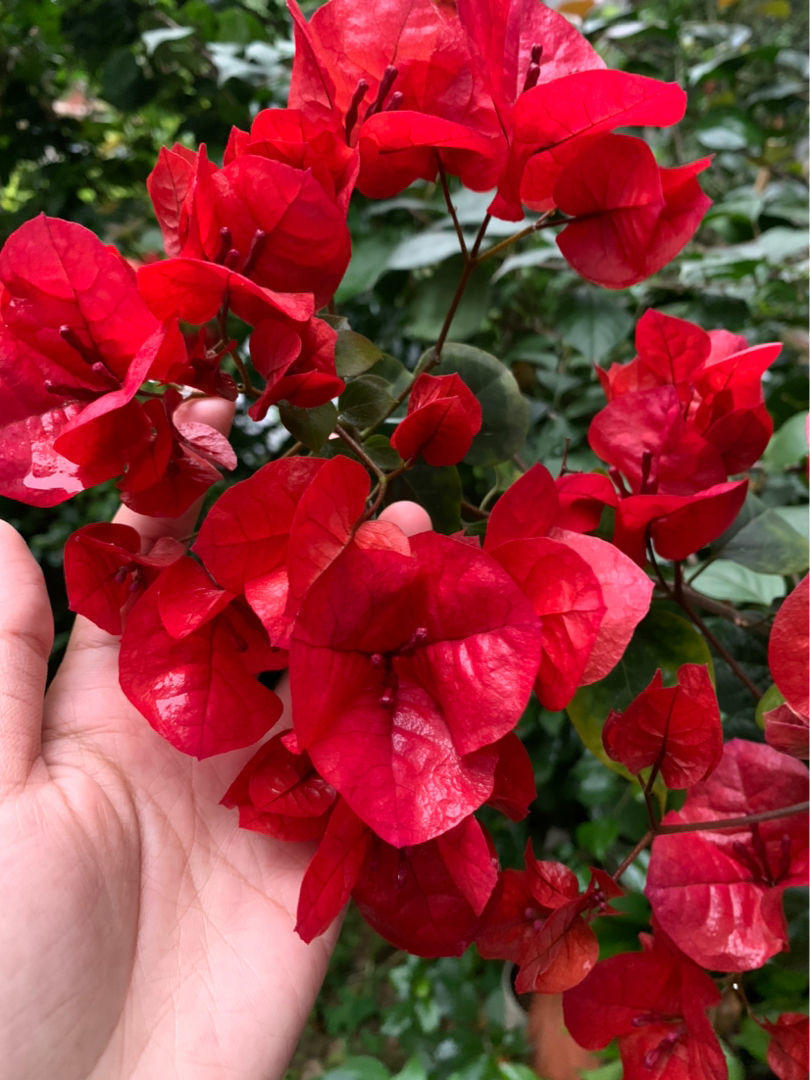 喝剩的茶叶渣,简单一处理就能养花,繁花似锦猛窜芽!