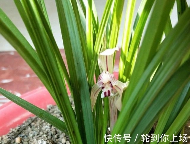 兰花|兰花出现粉虱，千万不能病急乱投医，不然会造成兰花枯死了！