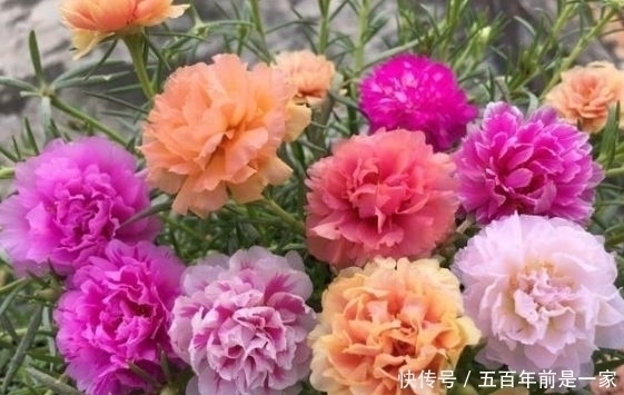 四季海棠|4种花是爆盆能手,一开就是300多天,开起花来拦不住