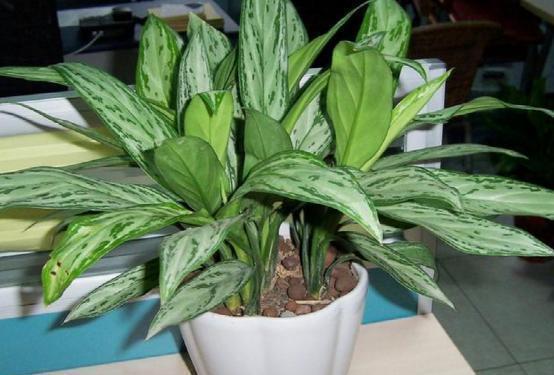 空气|此5种花被称为药花,吸附有害气体,好养好看最适合放家里