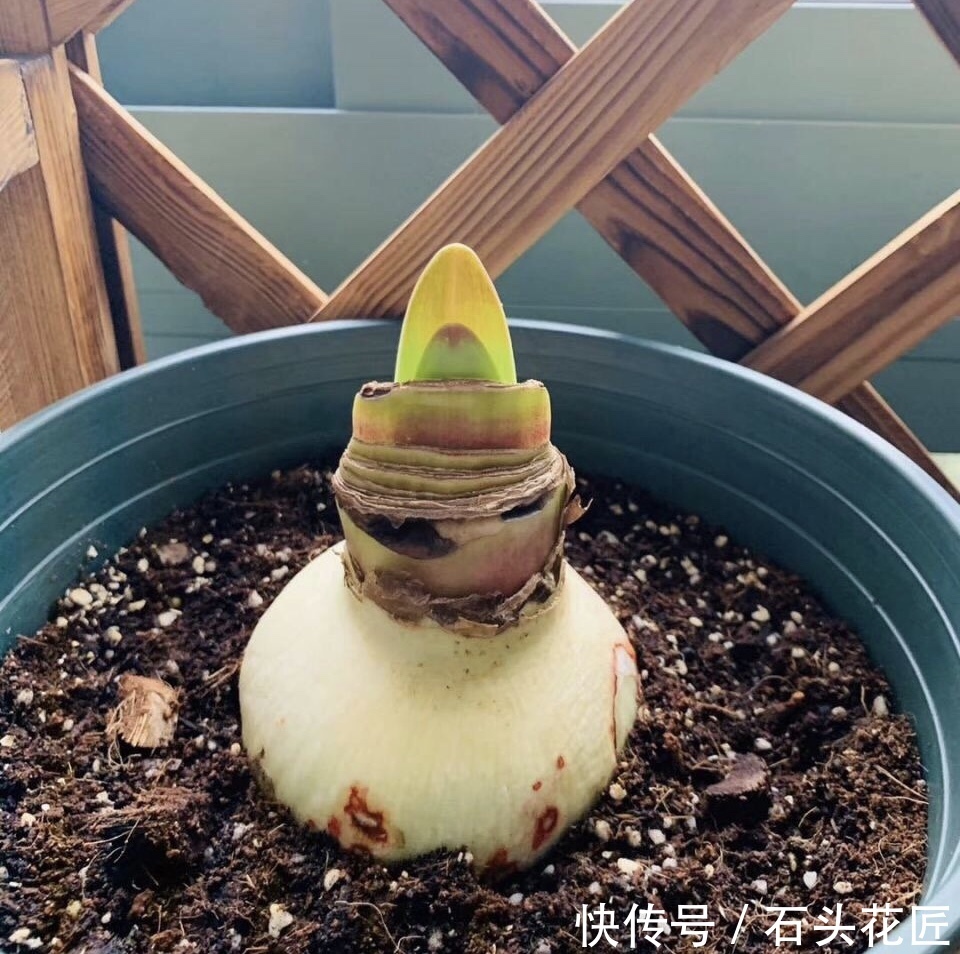 顶红种球|朱顶红栽了1个月了,没根、没叶也正常,做对3点,过年后就开花