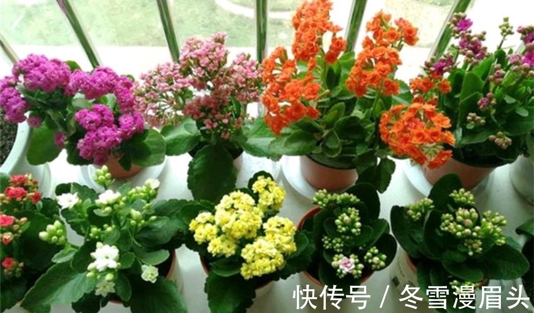 长寿花没必要养太杂!养这3种,性价比就很高