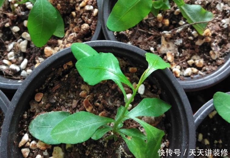 糟蹋|养花不懂得浇水的技巧,只会白糟蹋钱和植物