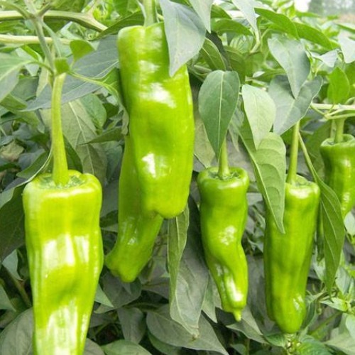 青椒|常吃青椒身体好,但要知道青椒的两大禁忌,吃错了还会伤身体!