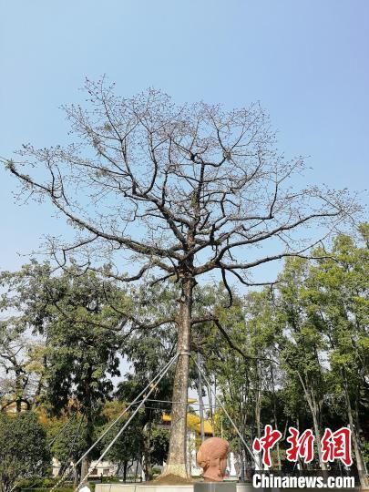 广州194岁木棉抢闸开花 尽显“英雄树”气概