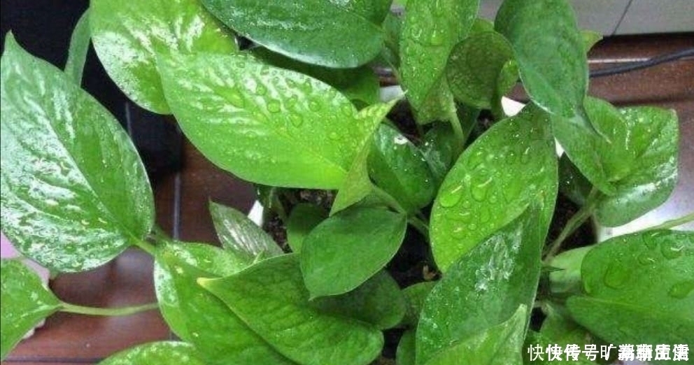 花盆|茶叶水残渣,直接倒进花盆里,对花卉有利还是有害