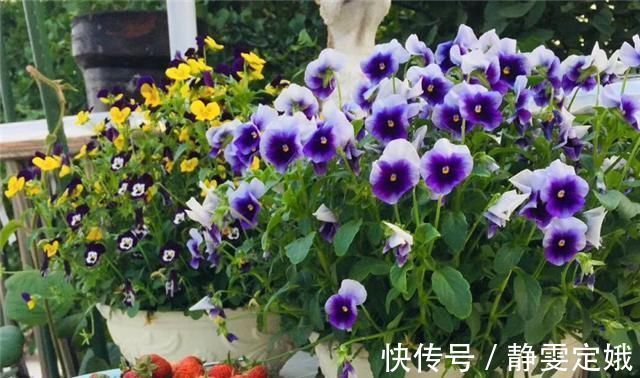 养花不烂根,捡来小东西垫在盆底,叶绿根壮猛开花