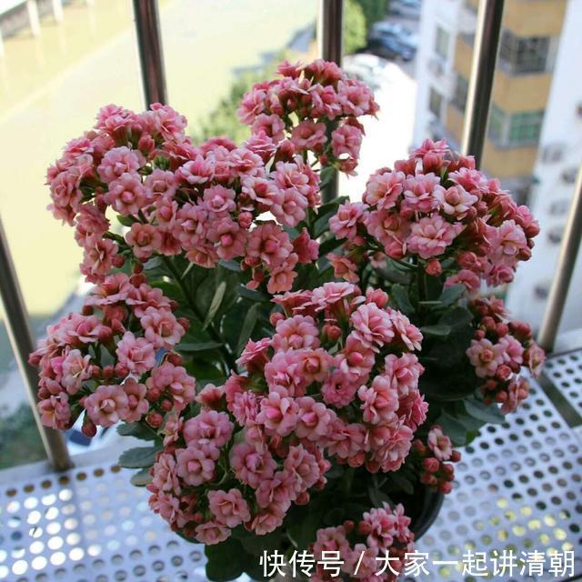 家有老人，适合养这3种花，旺人气，养神养心益长寿