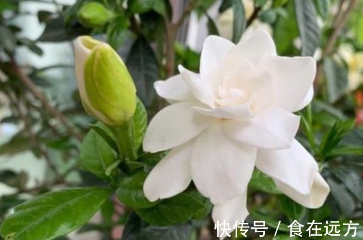 4种便宜花别小看,开花爆盆花期长,花大色艳真漂亮,谁养谁上瘾