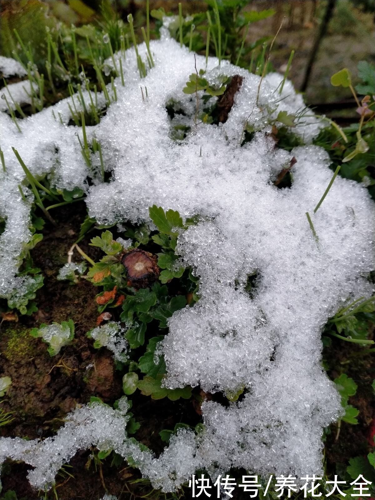 雪水养花效果好，花越开越多，植株壮得像小树