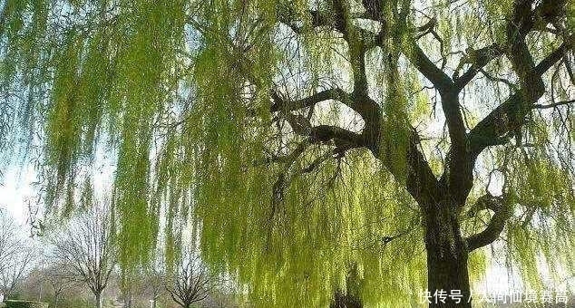 说法|俗语说:“五树进宅,人穷家败”是什么意思?指得哪五种树?