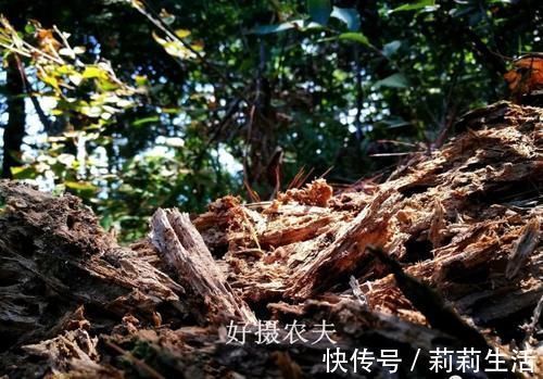 腐殖土|营养土的自制方法,兰友说:这样就简单了,明天开始做