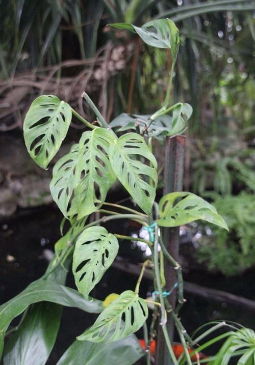 受欢迎|蔓绿绒观叶植物里的大家族,叶子颜色形态各异,我家就养了几种