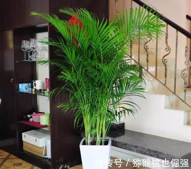 香雪兰|鲜花家里放,花旺“人不旺”,养花4个坑,人不健康,家不旺