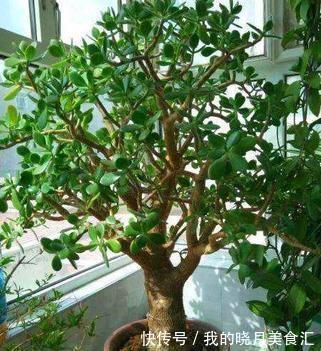 养玉树3个“控养法”，学会克制，才能长成“玉树临风”的大盆景