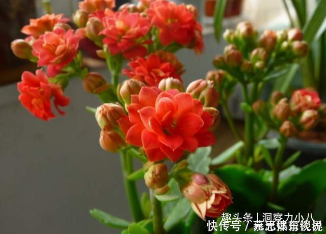 分化|想长寿花多冒苞,土里埋下这“两料”,蹭蹭窜芽,开出层叠群花