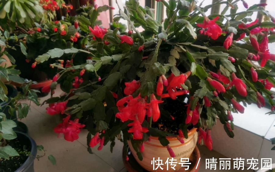 喜欢上养花后,这3样废水就成了“肥水”,谁用谁受益