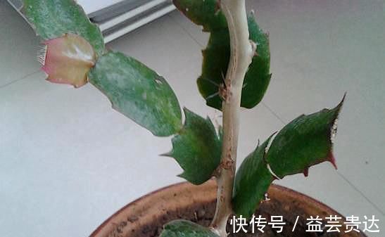 仙人掌|“嫁接”蟹爪兰,不注意这个“小细节”,成活率基本为“零”