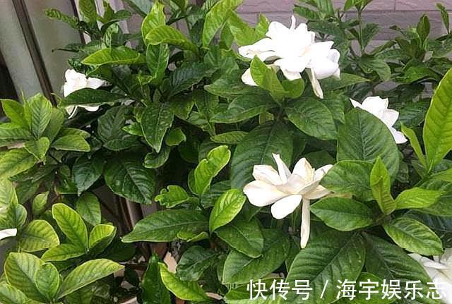 养栀子花,记住“8个字”,永远不黄叶,叶片油绿,枝头窜满花苞