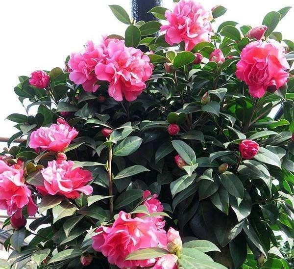 你家附近有这种树吗树下挖几铲,就是“万能土”,养啥花也旺