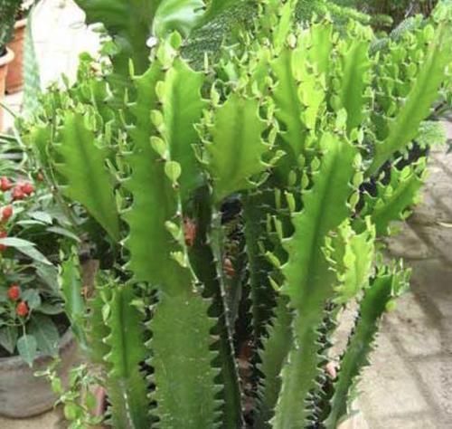 花卉|逛花市,看到“1种花卉”,记得买回家,被称为“镇宅花”,好养