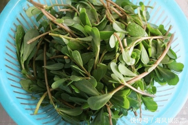 经常用马齿苋煮水喝,不出半个月,4件好事或许会不请自来