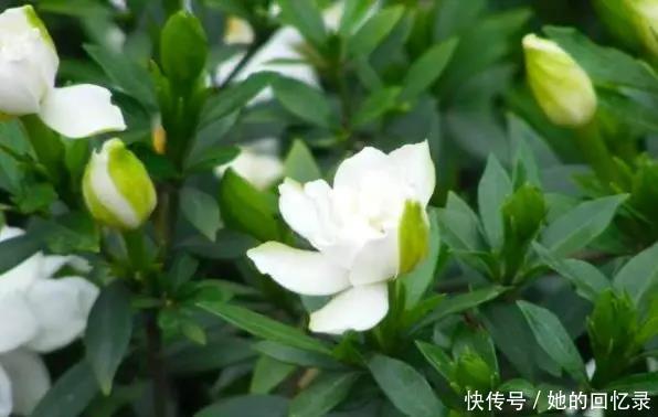 5种本木花卉,随便在家养一盆,瞬间提升档次