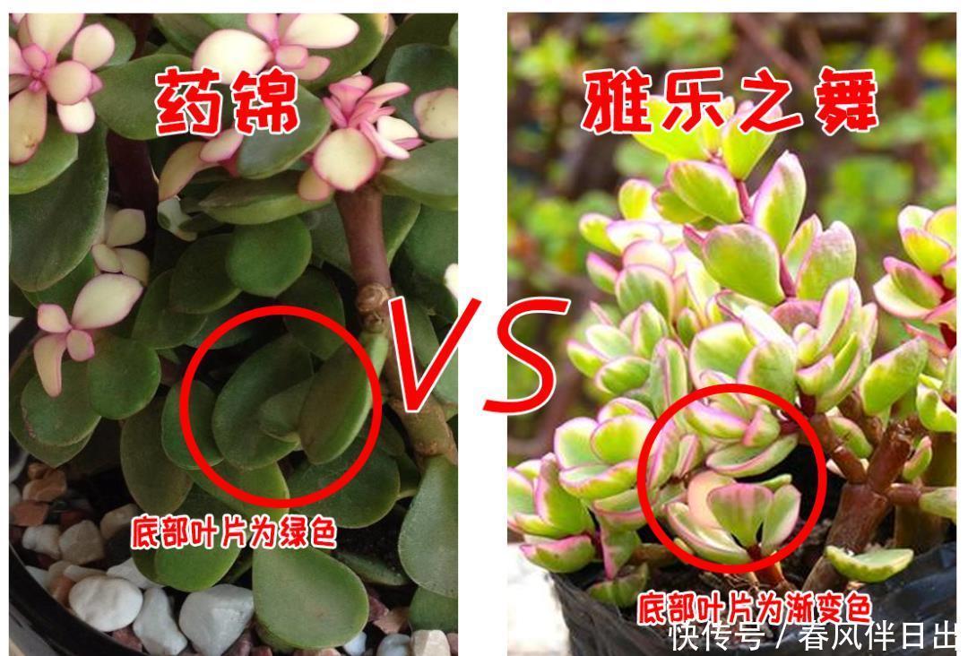 分辨|你买回去的真的是雅乐之舞吗?小心别买到药锦,如何有效分辨它们