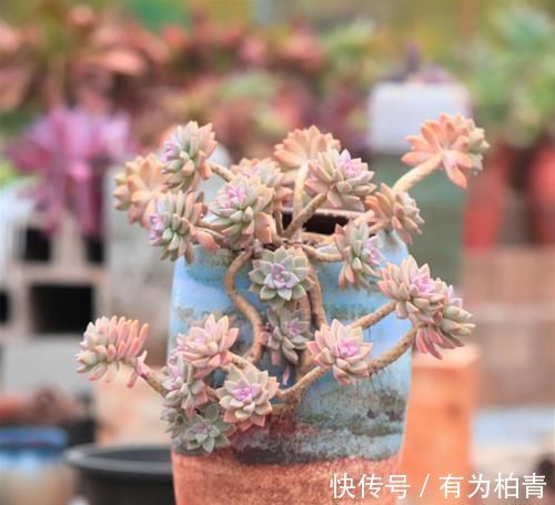 养了2年的多肉不长个？掌握1个技巧，上色美易爆头，长成群生老桩